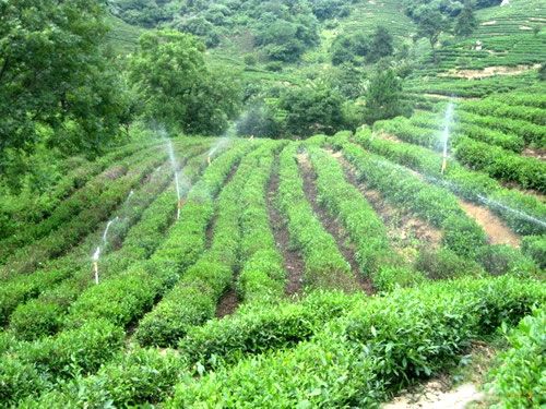 茶園微噴